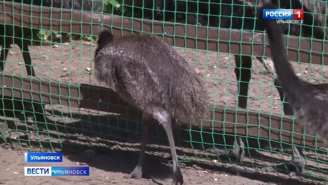 Диковинные птицы и звери смотреть онлайн