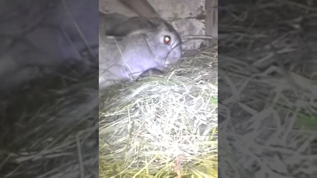Крольчата остались без крольчихи,что делаем как спасаем крольчат( смотреть онлайн