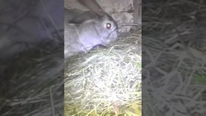 Крольчата остались без крольчихи,что делаем как спасаем крольчат(