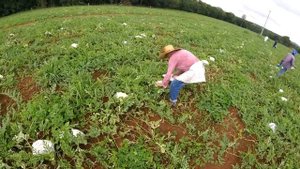 Арбуз Манчестер ? Тел.+79128475201