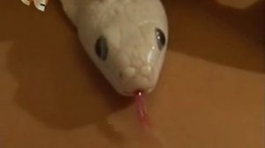 массаж змеями DOZ