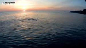 Ловля саргана на сбирулино / Балтийское море / Калининградская область