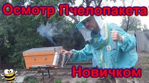 Пасека Новичка, Осмотр через неделю