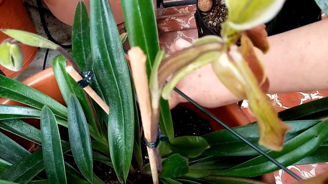 Mi Orquídea Zapatito de María смотреть онлайн