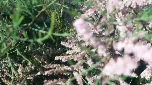 🌿Какой красивый кустик 🌿 смотреть онлайн