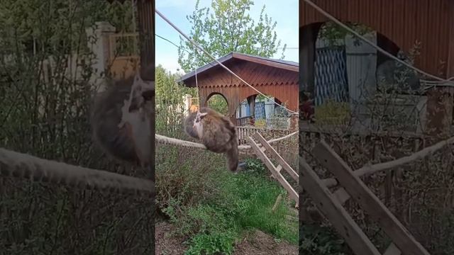 кошка Пушинка показала всем котам мастер класс по добыванию рыбы / funny cats
