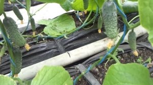 Огурец Ленара на 17апреля - можно собирать урожай