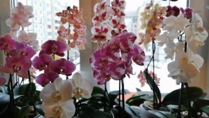 ⁉️Почему мои орхидеи?ЦВЕТУТ БЕЗ ПОДСВЕТКИ?/отвечаю на вопросы/?(14.02.2022)