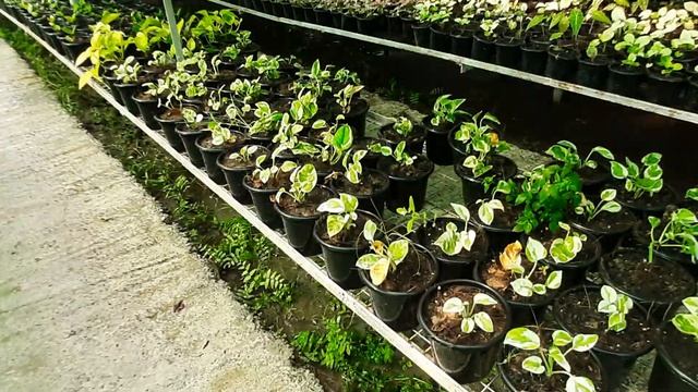 Succulent plant  Echeveria  Ghost tree Stonecrop  Tree houseleek  Mexican rose  Crassulaceae