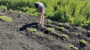 Окучивание картошки с полным засыпанием землей. Окучивание с головой
