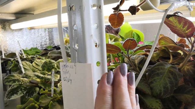 Эписции и др жители стеллажей. смотреть онлайн