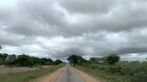 African farming | Zimbabwe farm life | Raising cattle in Chivhu