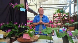 Norman Fang Live!  Episode 72 - Phalaenopsis violacea, what is new and culture tips