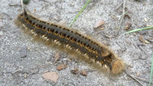 Гусеница. Коконопряд травяной ( Euthrix potatoria )