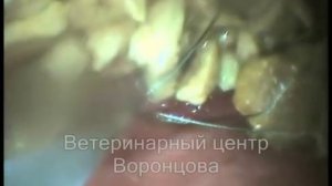 Кости в желудке у собаки.wmv
