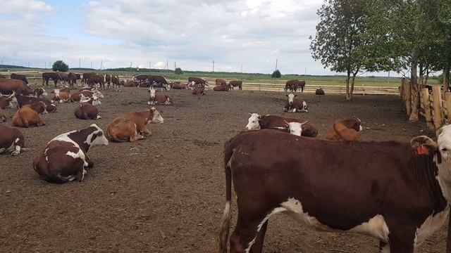 Симментал и Герефорд смешанная ферма КРС. Оптовая продажа КРС. Simmental and Hereford mixed cattle