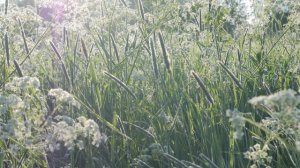 Звуки природы в летнем поле рано утром. Пение птиц среди полевых цветов