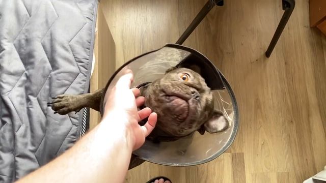 СОСЕДИ свиньи и что упустил ПАПА при переезде в ДОМ смотреть онлайн