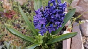 Гиацинт Блю Сапфир. Hyacinthus garden Blue Sapphire.