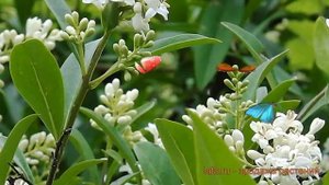 Бирючина обыкновенная (ligustrum vulgare) ? бирючина обзор: как сажать саженцы бирючины