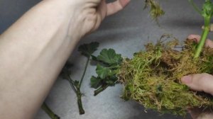 укоренение пеларгонии во мхе сфагнум