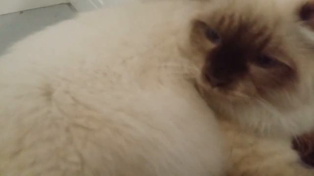 Кот Ас мурлыкает. смотреть онлайн