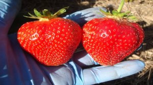 КЛУБНИКА МАЙЯ  ВИДЕООБЗОР  ДЕГУСТАЦИЯ