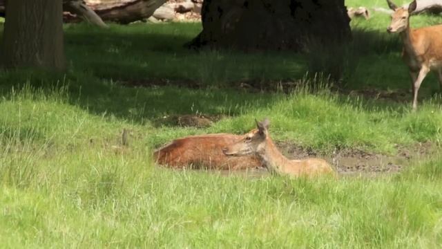 River Thames from source to mouth смотреть онлайн