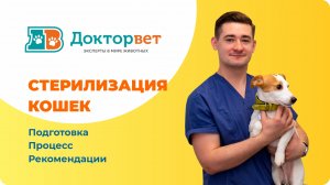 Стерилизация кошек