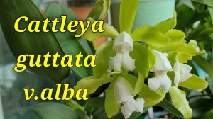 Cattleya guttata v.alba очередное домашнее цветение.