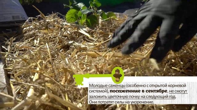 КЛУБНИКА НЕ ЦВЕТЕТ И НЕ ПЛОДОНОСИТ. Разбираемся в причинах и ошибках садоводов