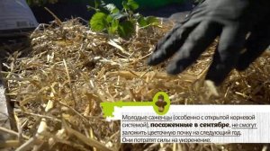 КЛУБНИКА НЕ ЦВЕТЕТ И НЕ ПЛОДОНОСИТ. Разбираемся в причинах и ошибках садоводов