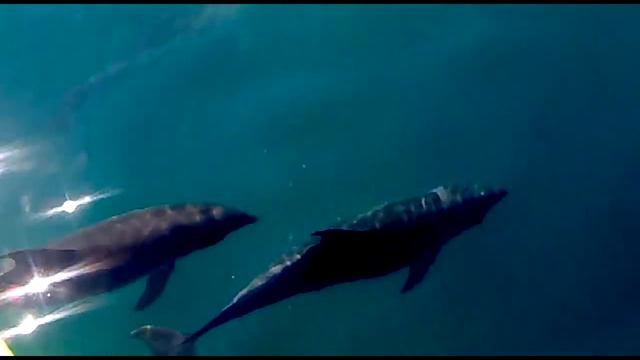 Дельфины плавают в открытом море смотреть онлайн