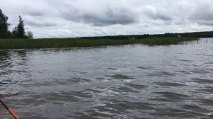 Пяловское водохранилище Щука Окунь