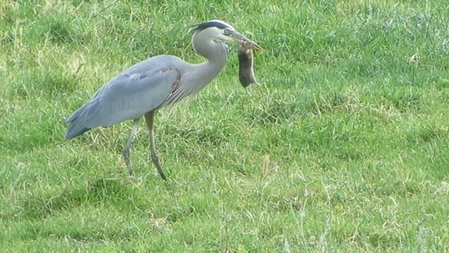 Great Blue Heron gets a gopher then loses it to a hawk. смотреть онлайн