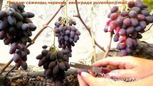 Виноград АТОС ультрараннего срока созревания с крупными гроздями вкусными ягодами (Пузенко Наталья)