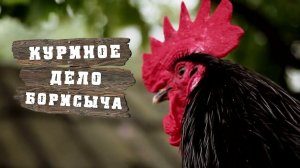 КУРЯТНИК своими руками для деревенских курочек!!! ДОМ В ДЕРЕВНЕ.