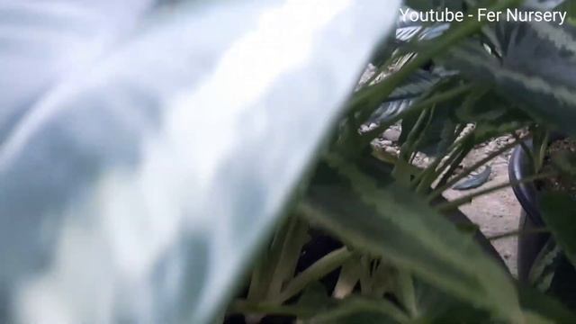 My Collection Homalomena Silver смотреть онлайн