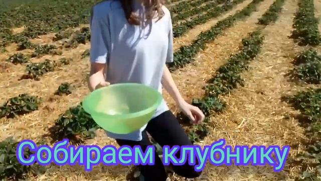 КЛУБНИКА СОЗРЕЛА / ЯГОДНЫЙ СЕЗОН В  РАЗГАРЕ / ПОЗДНИЕ ПЕРЕСЕЛЕНЦЫ / ГЕРМАНИЯ