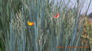 Просо прутьевидное ХЕВИ МЕТАЛ (panicum virgatum) ? обзор: как сажать, саженцы проса ХЕВИ МЕТАЛ