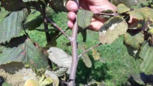 Фундук Трапезунд.Николай Винтер и его питомцы.Орешник на пятый год.