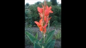 Цветы Канна садовая, что надо знать начинающим цветоводам