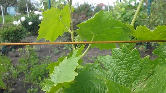 Виноград. Подвязка лозы на шпалеру. смотреть онлайн