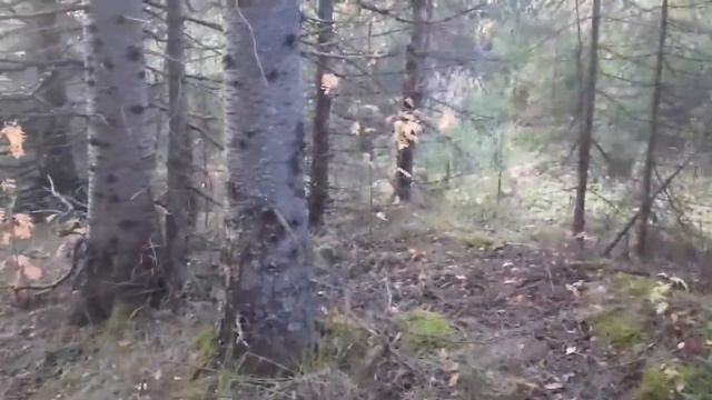 Бродилка по лесу, 7-й год после инсульта смотреть онлайн