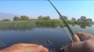 Ловля красноперки нахлыстом