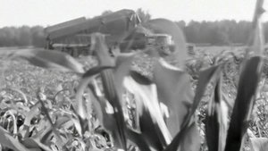 1970 год. Голышмановский район. Заготовка силоса