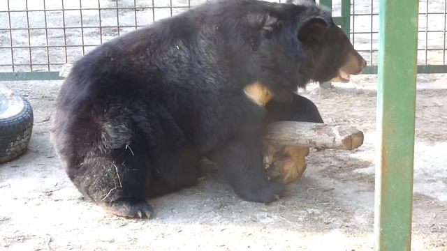 Маша смотреть онлайн