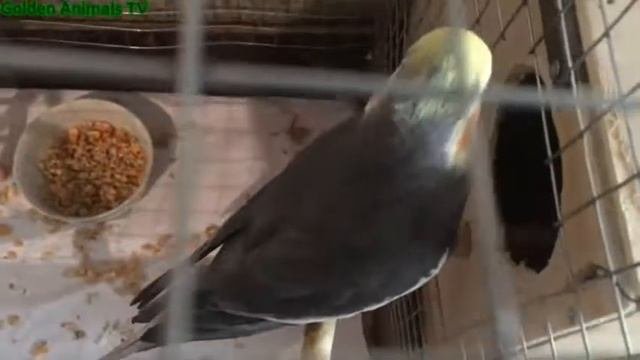 Пара  Кореллы готовятся к гнездованию 4 К/Corella Couple Preparing For Nesting 4K