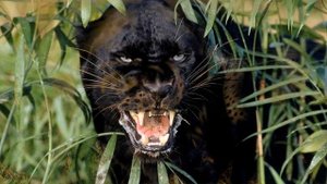 ДИКИЕ ЖИВОТНЫЕ ПЛАНЕТЫ