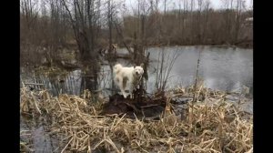 Жительница Уфы спасла собаку из болота. 